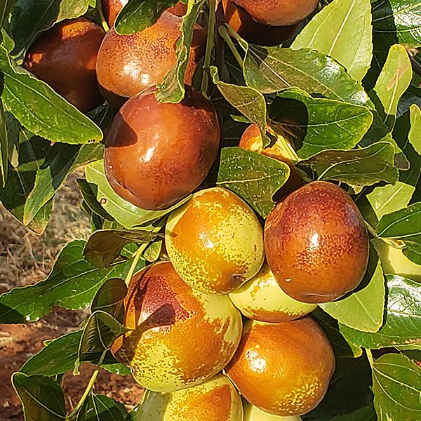 Australian Jujubes Orchard
