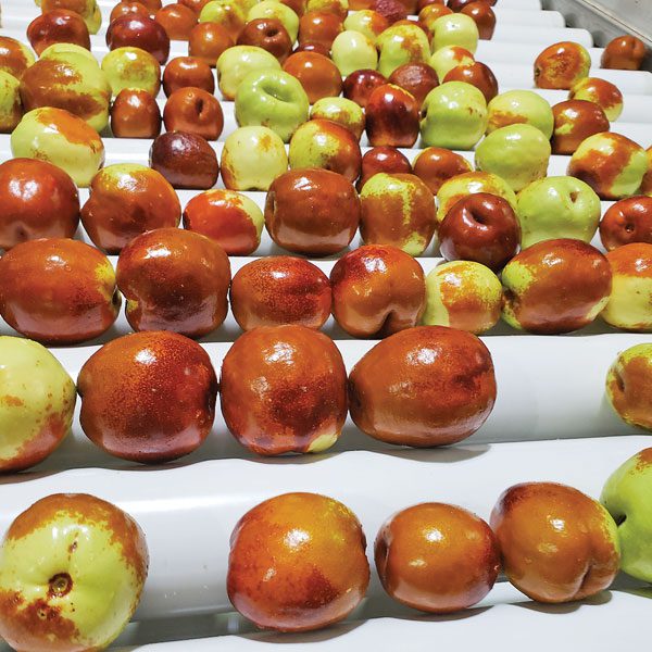 Jujube sorting
