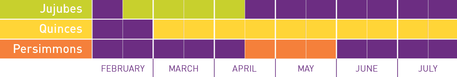 Supply Calendar - Jujubes Quinces Persimmons